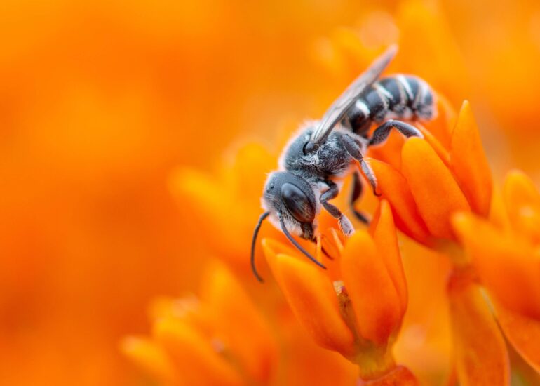 honey bee