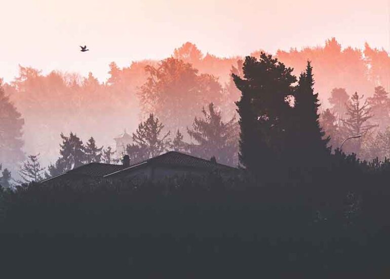 forest